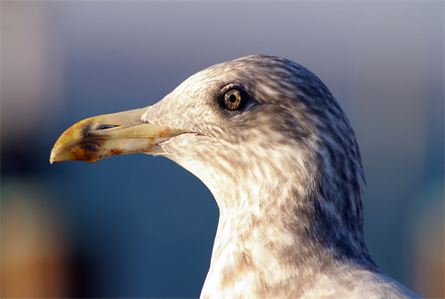01469_seagull_1920x1080.jpg