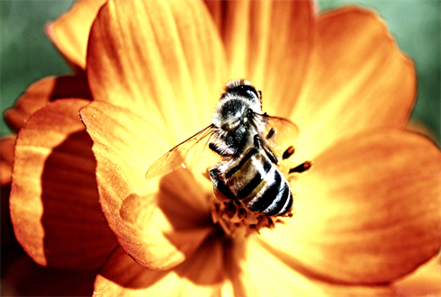 02027_theamazingmacrolife_1920x1080.jpg
