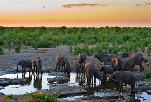 02189_sunsetwithelephants_1920x1080.jpg