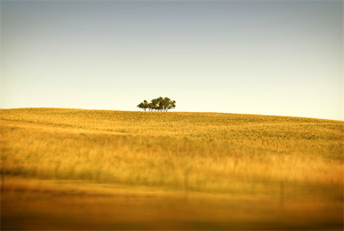 01364_saskatchewansonlytrees_1920x1080.jpg