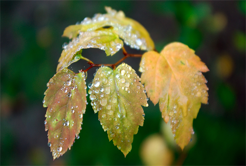 01692_leaftopliquidtrap_1920x1080.jpg