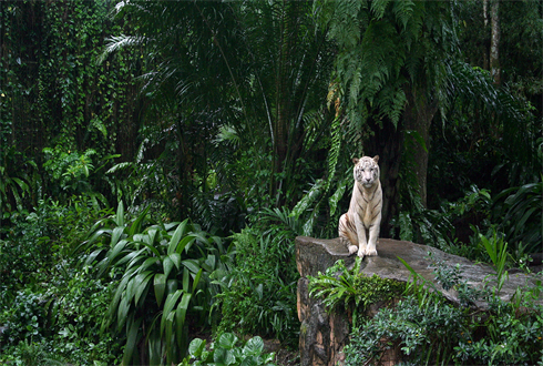 02278_whitetiger_1920x1080.jpg