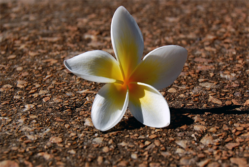 01475_fallenflower_1920x1080.jpg