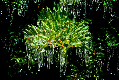 01755_chilledgreens_1920x1080.jpg