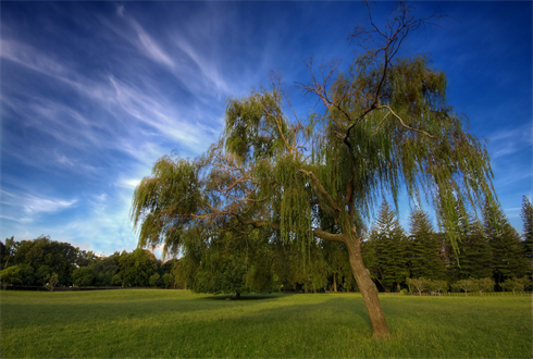 01811_willow_1920x1080.jpg