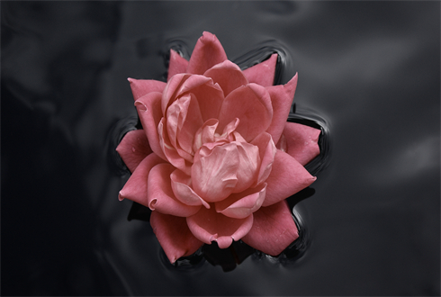 02214_lonerose_1920x1080.jpg